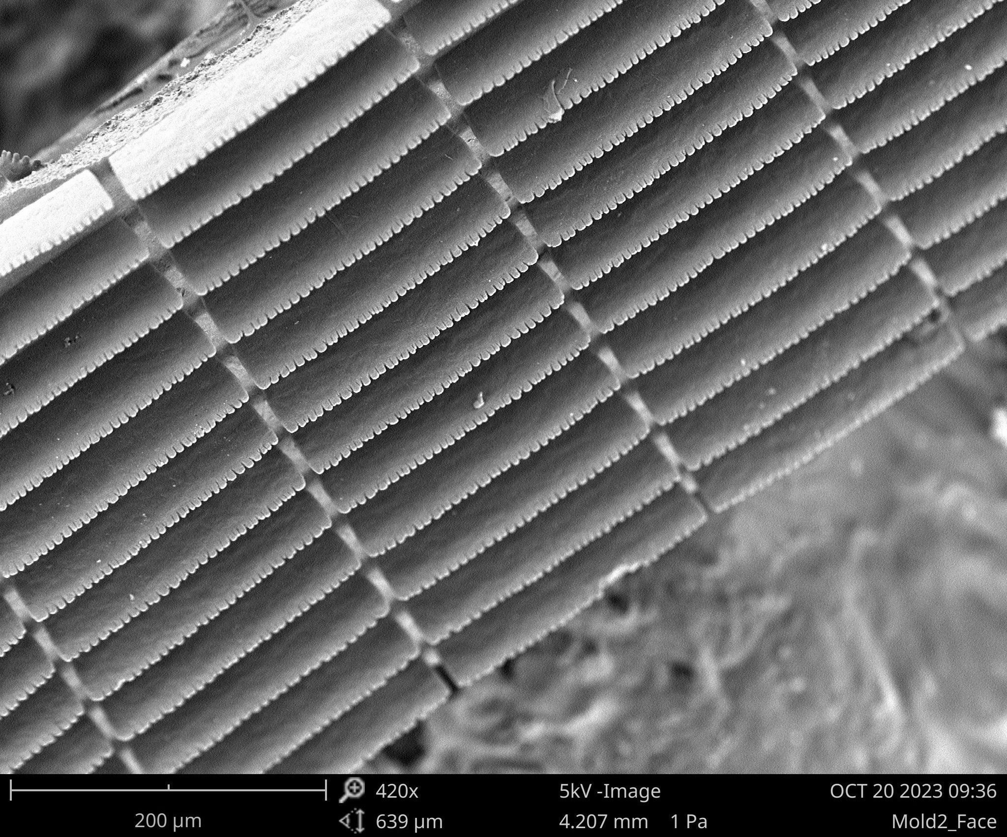 SEM of a Gecko-like adhesive pad.